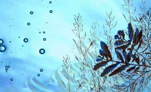 海藻的吃法有哪些图1