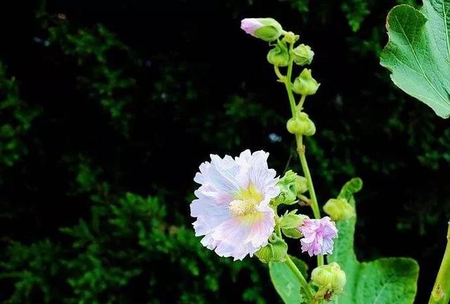 秫秸花有什么好处(秫秸花在院子里可以种植吗)图3