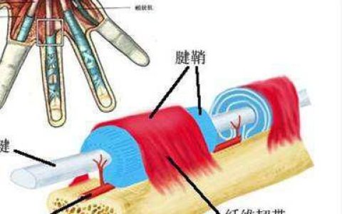 人体腱鞘解剖学(腱鞘局部解剖学)