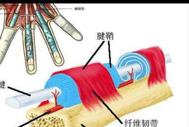 《人体解剖学》腱鞘