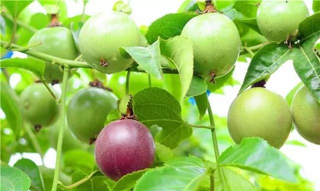 攻略 | 这个夏天， 你的水果已经被玉林五彩田园承包了，红心火龙果、百香果、葡萄、甜瓜、芒果……
