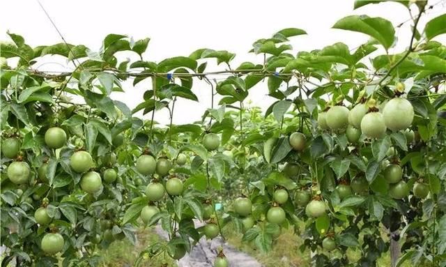 攻略 | 这个夏天， 你的水果已经被玉林五彩田园承包了，红心火龙果、百香果、葡萄、甜瓜、芒果……