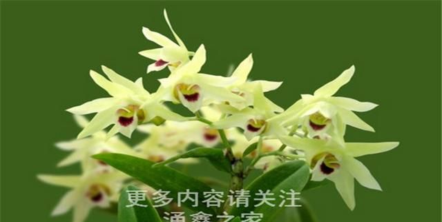 吃石斛花有什么作用图1