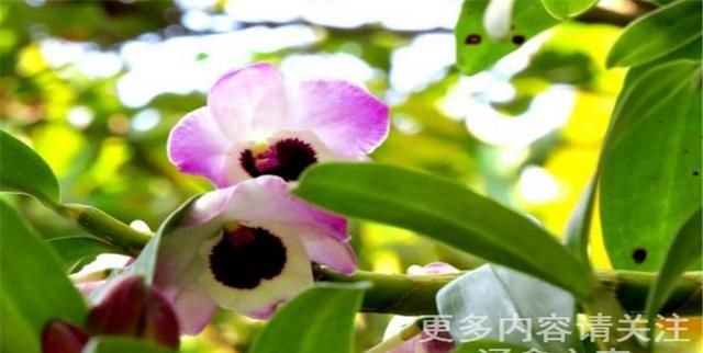 吃石斛花有什么作用图2