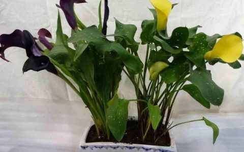 马蹄莲有毒吗可以养殖家中吗