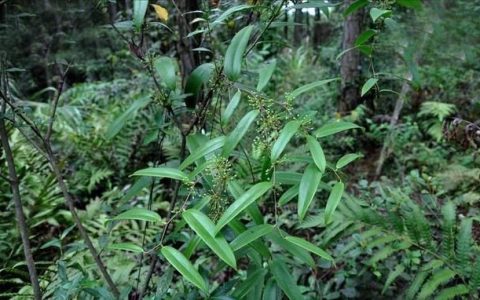 农村常用的藤蔓植物有哪些