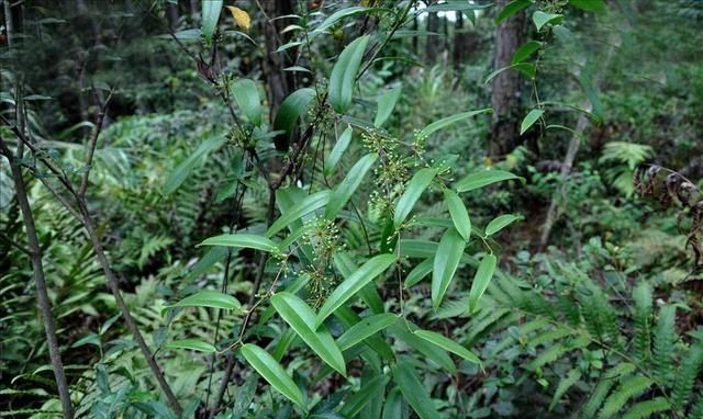 农村常用的藤蔓植物有哪些图1