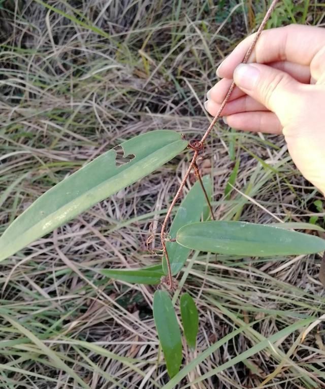 农村常用的藤蔓植物有哪些图3