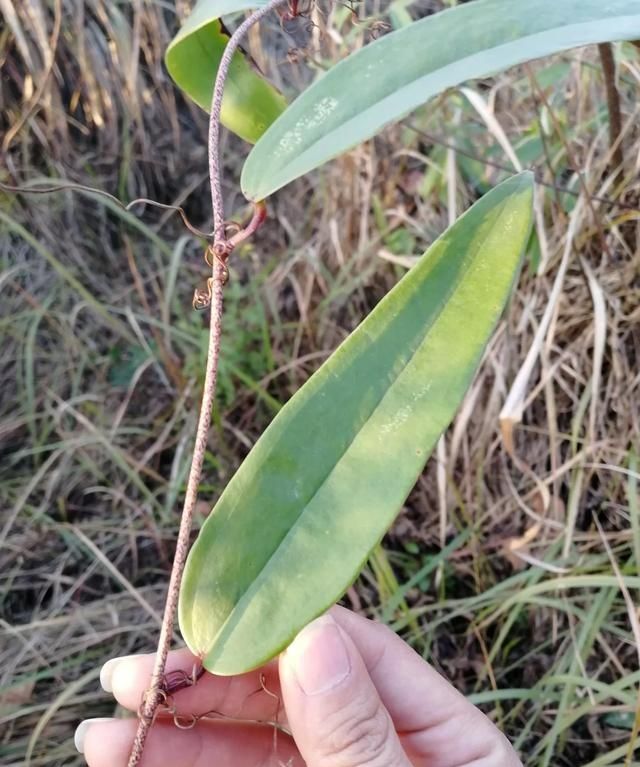 农村常用的藤蔓植物有哪些图5