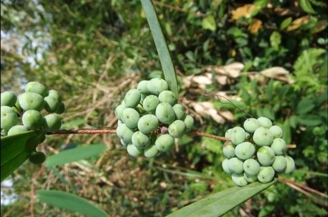 农村常用的藤蔓植物有哪些图10