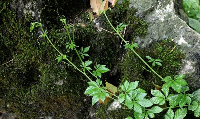 这种草南方很多地方有，用它泡水喝能调脂降压、养肝护肝、抗衰老