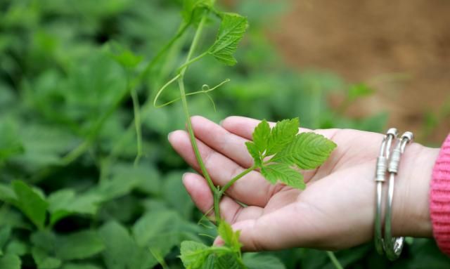 这种草南方很多地方有，用它泡水喝能调脂降压、养肝护肝、抗衰老