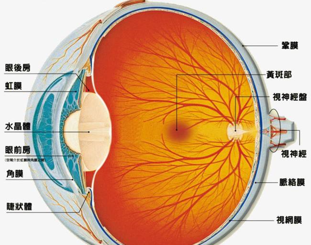 老徐60秒：眼球的内部结构