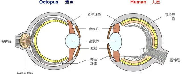 老徐60秒：眼球的内部结构