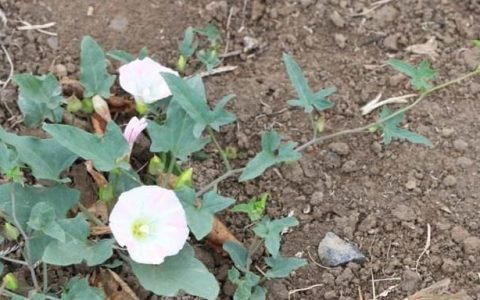 牵牛花和喇叭花有什么作用