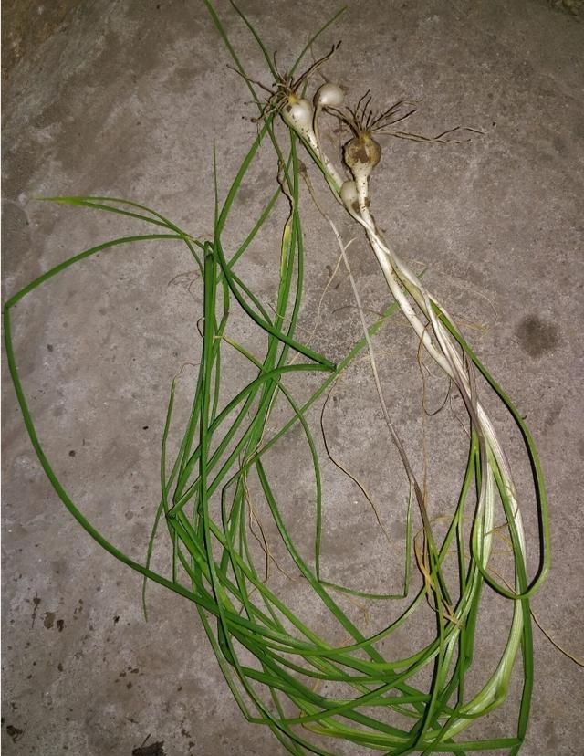 现在这个季节能吃的野菜有哪些(农村随处可见可以吃的野菜有哪些)图1