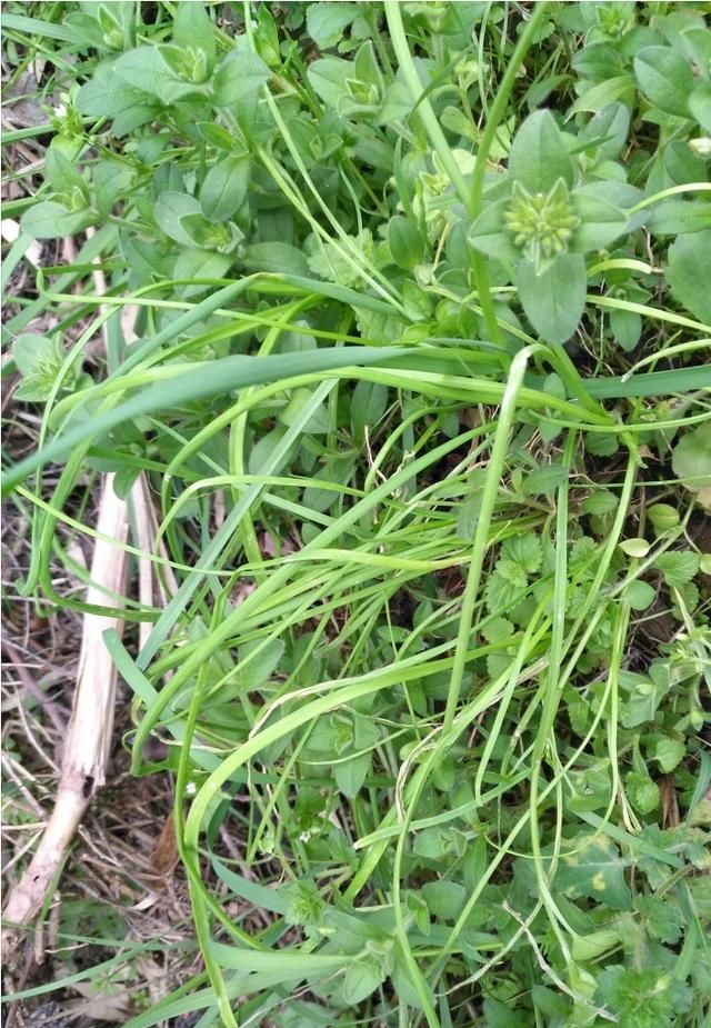 现在这个季节能吃的野菜有哪些(农村随处可见可以吃的野菜有哪些)图2