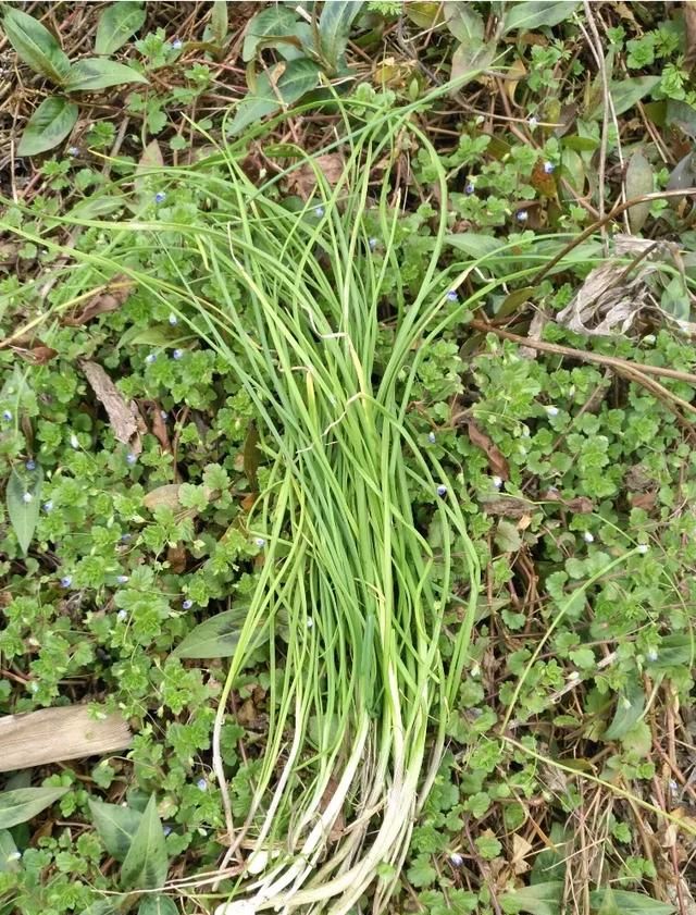 现在这个季节能吃的野菜有哪些(农村随处可见可以吃的野菜有哪些)图3