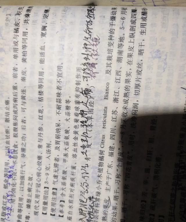 现在这个季节能吃的野菜有哪些(农村随处可见可以吃的野菜有哪些)图5