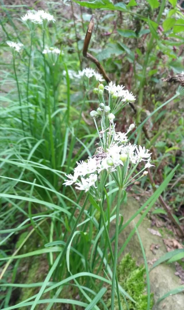 现在这个季节能吃的野菜有哪些(农村随处可见可以吃的野菜有哪些)图7