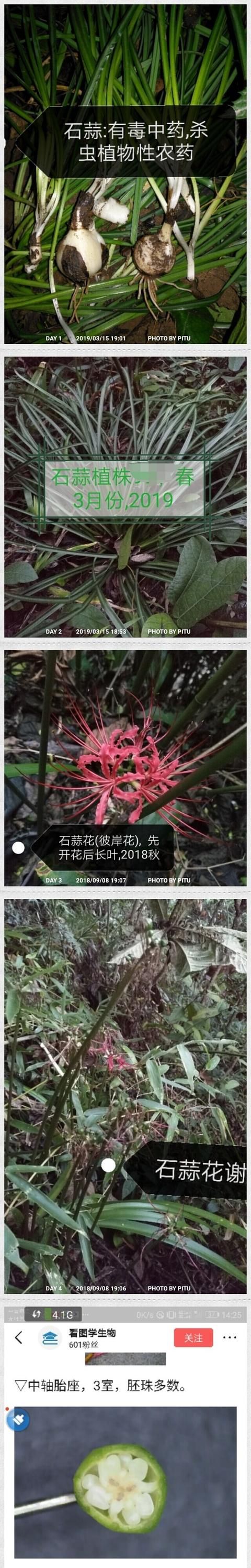 现在这个季节能吃的野菜有哪些(农村随处可见可以吃的野菜有哪些)图9