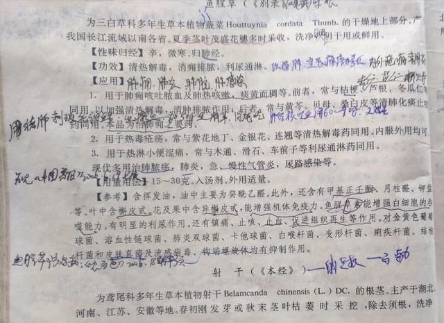 现在这个季节能吃的野菜有哪些(农村随处可见可以吃的野菜有哪些)图19