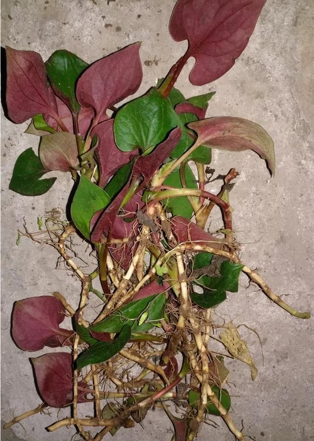 现在这个季节能吃的野菜有哪些(农村随处可见可以吃的野菜有哪些)图21