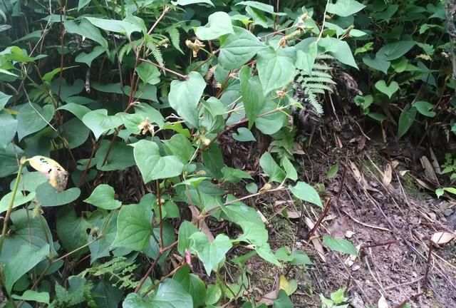 现在这个季节能吃的野菜有哪些(农村随处可见可以吃的野菜有哪些)图26