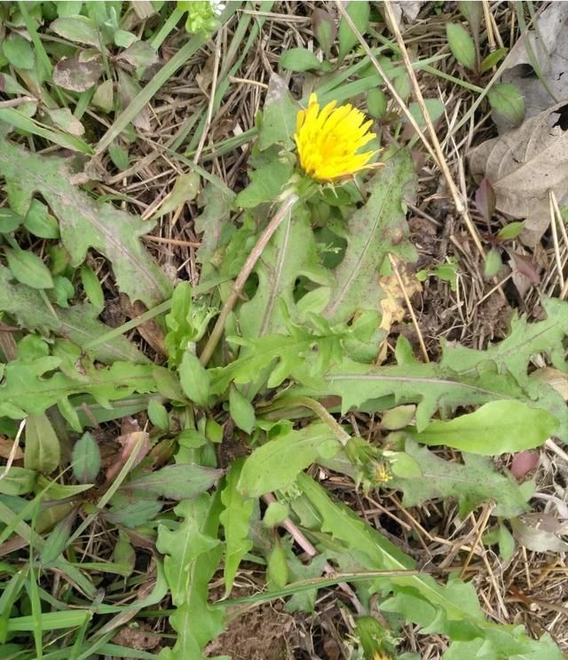 现在这个季节能吃的野菜有哪些(农村随处可见可以吃的野菜有哪些)图31