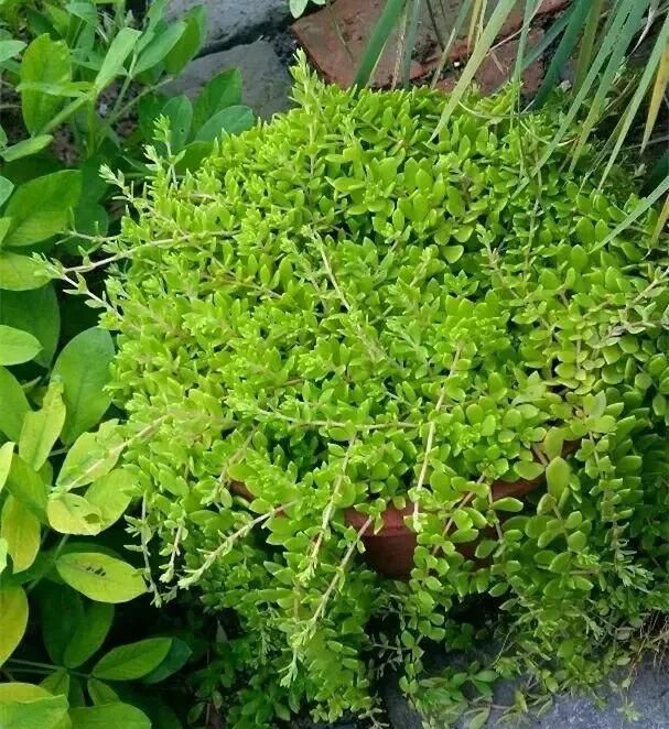 现在这个季节能吃的野菜有哪些(农村随处可见可以吃的野菜有哪些)图33