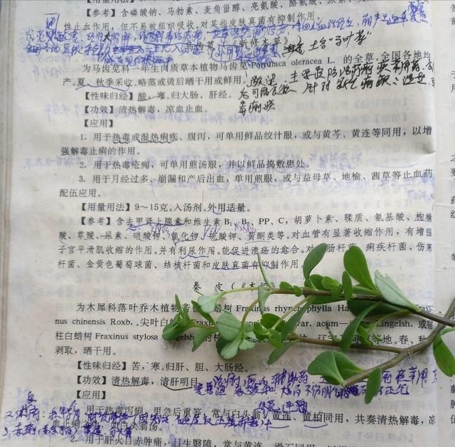 现在这个季节能吃的野菜有哪些(农村随处可见可以吃的野菜有哪些)图38