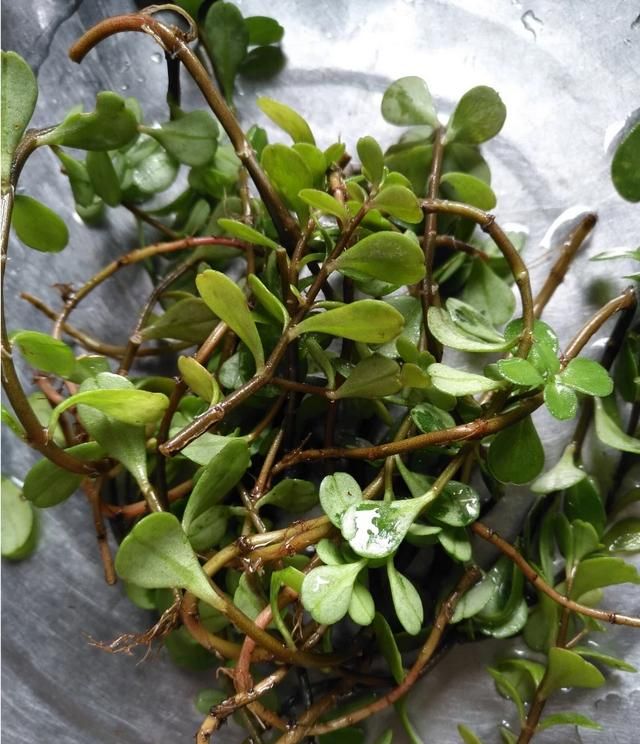 现在这个季节能吃的野菜有哪些(农村随处可见可以吃的野菜有哪些)图39