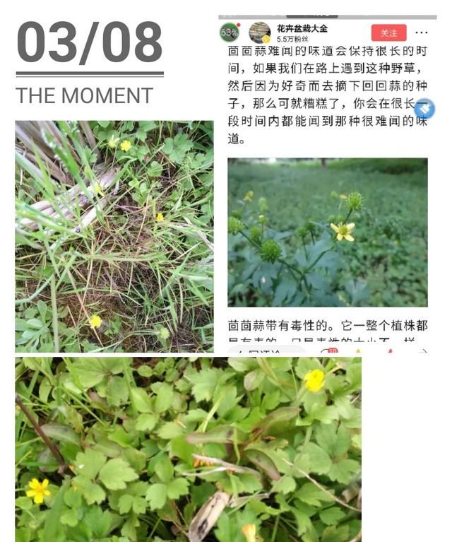 现在这个季节能吃的野菜有哪些(农村随处可见可以吃的野菜有哪些)图42