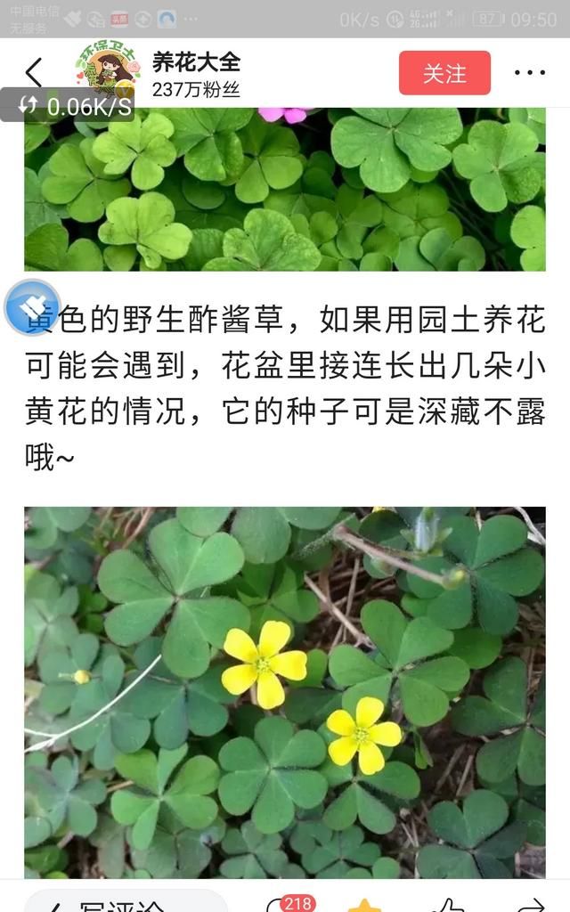 现在这个季节能吃的野菜有哪些(农村随处可见可以吃的野菜有哪些)图44