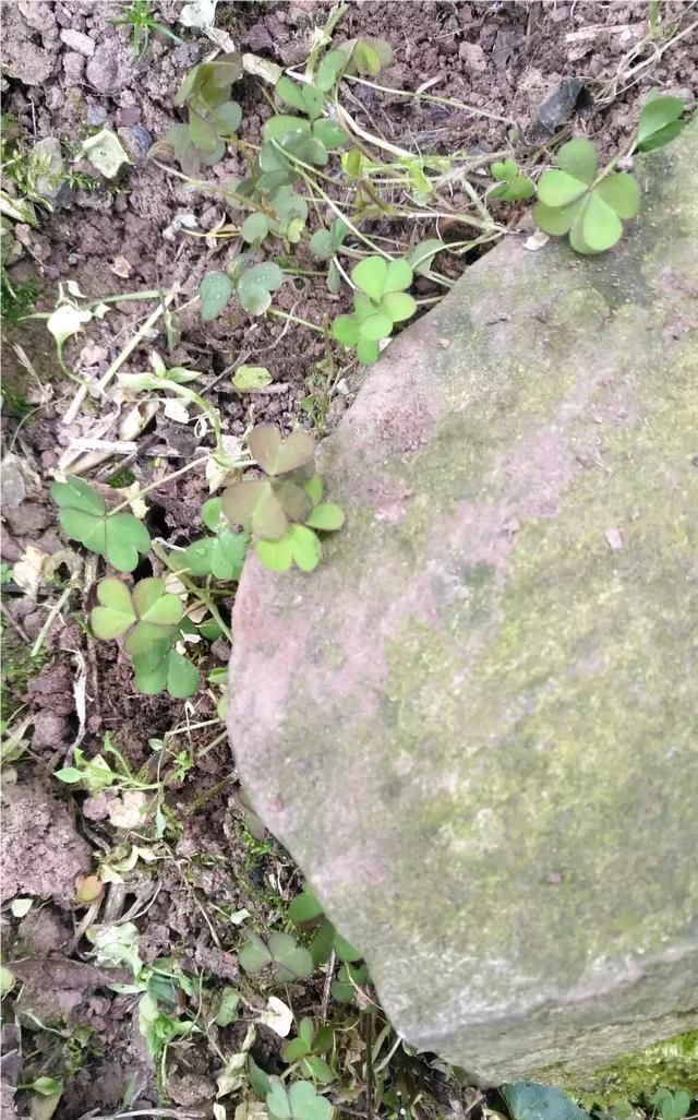 现在这个季节能吃的野菜有哪些(农村随处可见可以吃的野菜有哪些)图45
