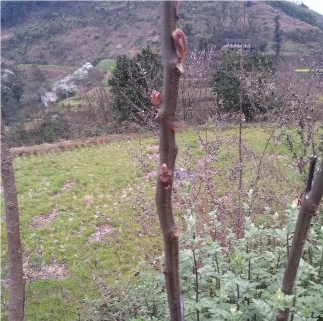 现在这个季节能吃的野菜有哪些(农村随处可见可以吃的野菜有哪些)图48