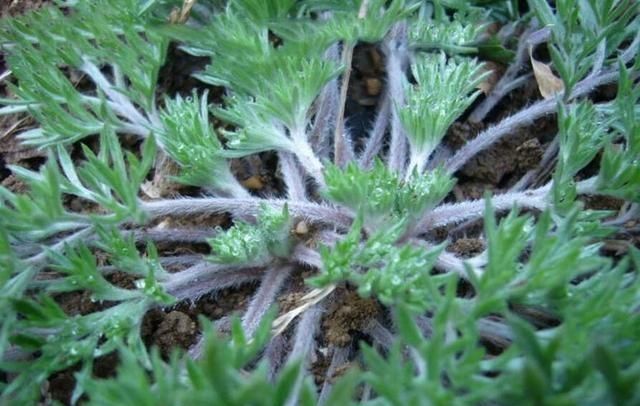 现在这个季节能吃的野菜有哪些(农村随处可见可以吃的野菜有哪些)图49