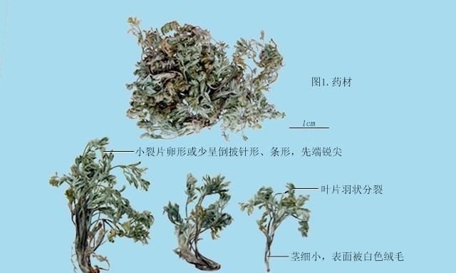 现在这个季节能吃的野菜有哪些(农村随处可见可以吃的野菜有哪些)图50