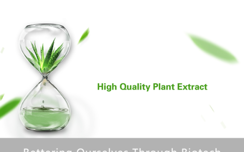 马齿苋提取物的功效与作用及禁忌