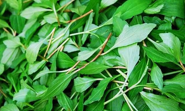 新鲜的马兰头怎么做好吃,马兰头拌豆干怎么做好吃图2