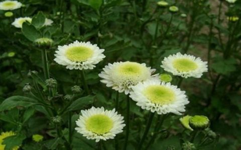 贡菊,杭白菊和胎菊有什么区别,功效一样吗