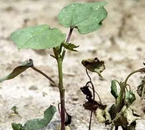 地栽花卉容易得立枯病吗,立枯病用什么药物防治最好图1