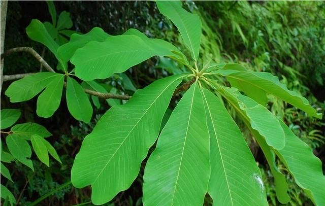 厚朴的功效与作用有哪些?种植技术和效益怎样写图9