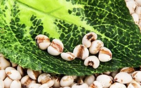 薏苡仁是减肥药膳吗(薏苡仁茯苓减肥)