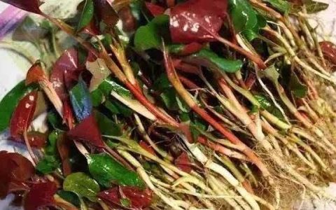 鱼腥草有什么功效,鱼腥草是什么功效