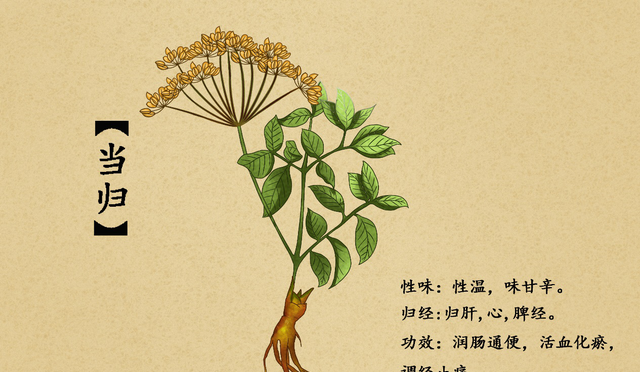 #春季养生正当时# 当归叶功效有哪些？和哪些肉搭配比较好？