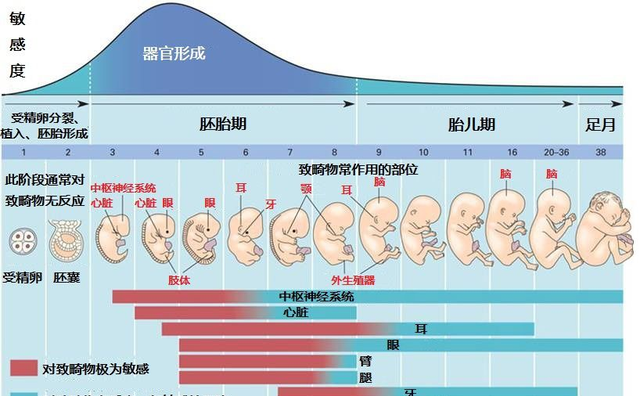 一张图带你了解受精后胎宝的发育，孕妈早清楚避免畸形发生