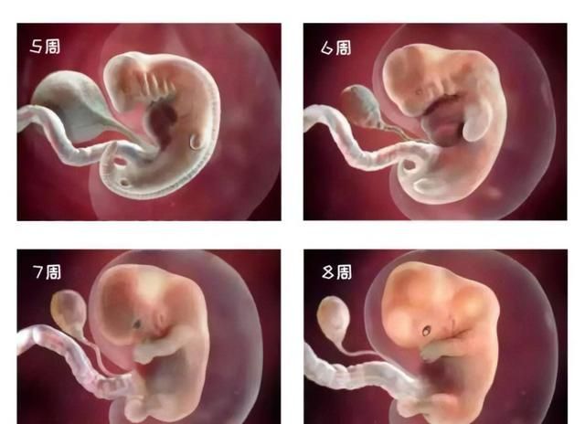 一张图带你了解受精后胎宝的发育，孕妈早清楚避免畸形发生