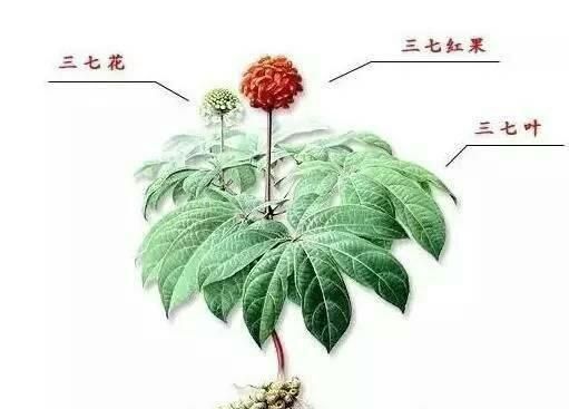 常喝西洋参对身体有什么好处(三七西洋参粉的正确吃法大全)图1