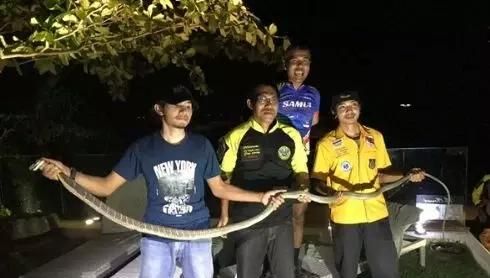 泰国旅游会不会遇见蛇(泰国旅游会遇见蛇吗)图4